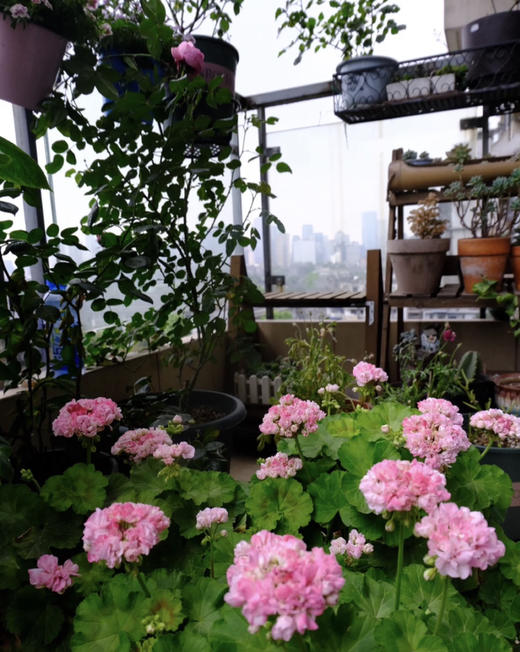 【绿植现货】绣球天竺葵20（开花机器 现货 下单即可到店自提） 商品图4