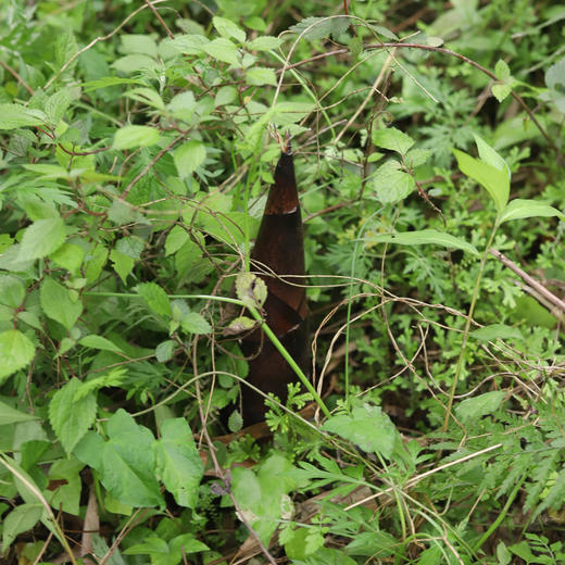 生态红雷笋  | 合作生产 *  Ecological red thunder bamboo shoot  | Coproduction 商品图3