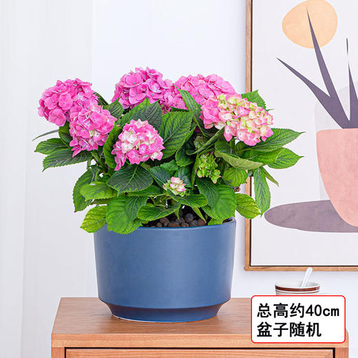 绣球花紫阳花八仙绣球庭院绿植花卉 花色随机盆子随机 绿韵花田鲜花店