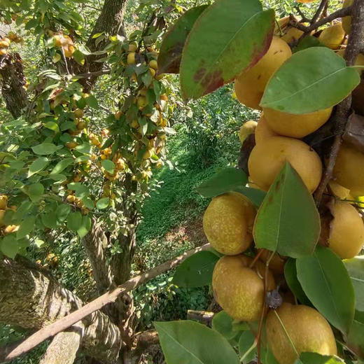 【积分兑换】【枇杷膏】 商品图12