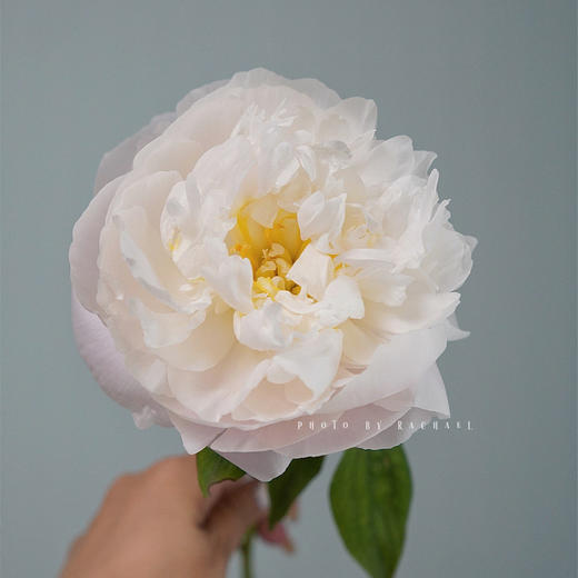 精品花材美国小姐芍药 商品图6