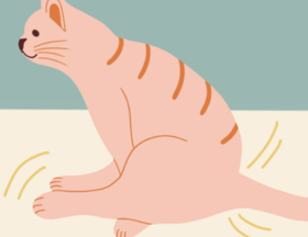 当猫咪开始在地上“滑”翔