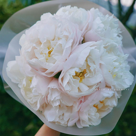 精品花材美国小姐芍药 商品图7