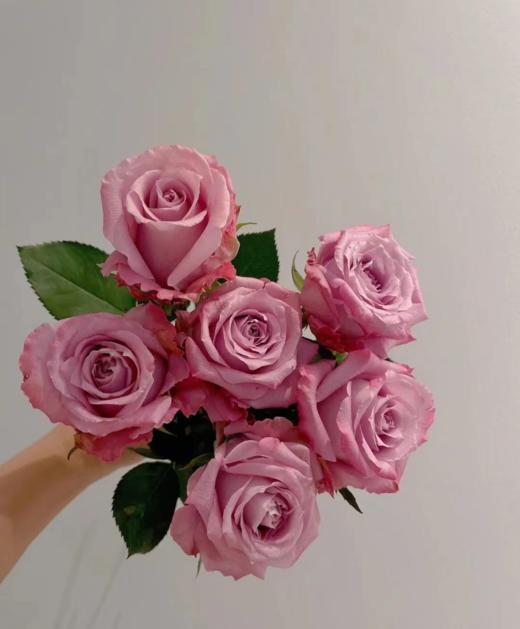 玫瑰碧海特价ab级跨越山海去爱你