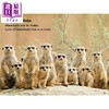 【中商原版】Reading Gems Fact Finders Meerkats Level 1 宝石百科小读本1级 猫鼬 分级阅读 英文原版 儿童动物科普读物 商品缩略图2