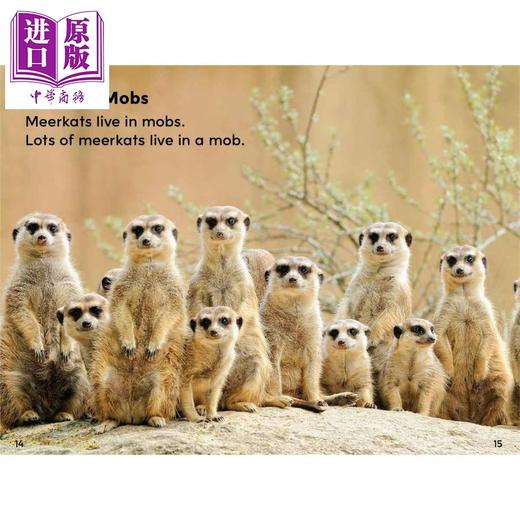 【中商原版】Reading Gems Fact Finders Meerkats Level 1 宝石百科小读本1级 猫鼬 分级阅读 英文原版 儿童动物科普读物 商品图2
