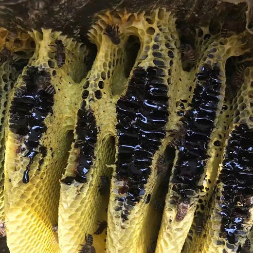 [屁侠推荐]香醇可口 花香浓郁 黑如墨的 云南西双版纳黑蜂蜜 商品图2