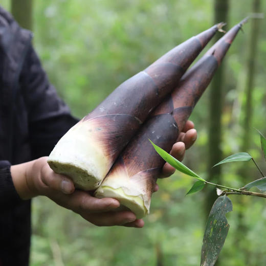 生态红雷笋  | 合作生产 *  Ecological red thunder bamboo shoot  | Coproduction 商品图0
