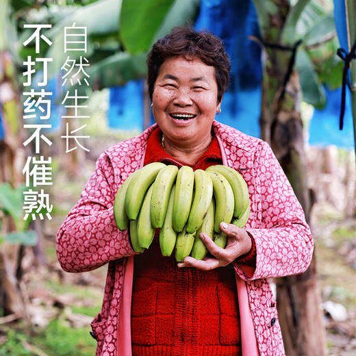 【地理标识产品 天宝香蕉】2000多年种植历史 树上熟 肉质软滑细腻，果肉无心、浓甜爽口 商品图4