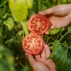 海阳自然熟普罗旺斯番茄 4斤 商品缩略图4