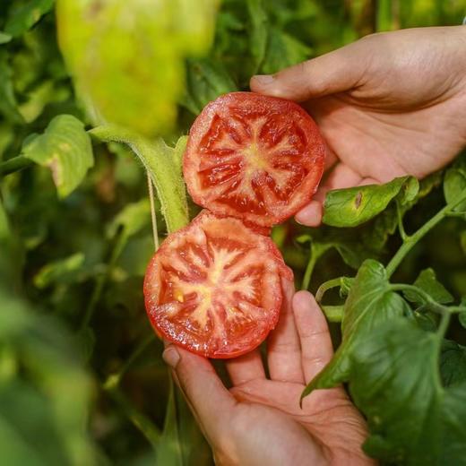 海阳自然熟普罗旺斯番茄 4斤 商品图4