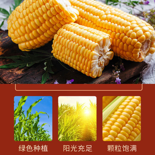 买1送1两袋只要29.9【暖心养胃玉米糊】精选农家黄玉米，香甜细腻 软糯可口，即冲即饮，独立小包装50g*10/袋（500g）健康 商品图2