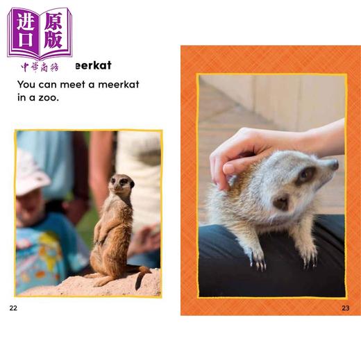 【中商原版】Reading Gems Fact Finders Meerkats Level 1 宝石百科小读本1级 猫鼬 分级阅读 英文原版 儿童动物科普读物 商品图3
