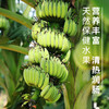 【地理标识产品 天宝香蕉】2000多年种植历史 树上熟 肉质软滑细腻，果肉无心、浓甜爽口 商品缩略图6