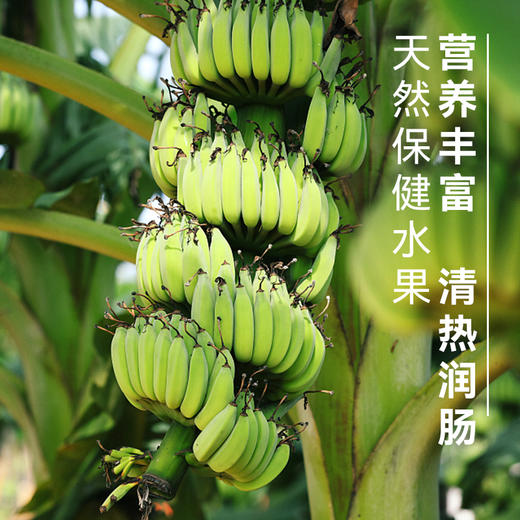 【地理标识产品 天宝香蕉】2000多年种植历史 树上熟 肉质软滑细腻，果肉无心、浓甜爽口 商品图6