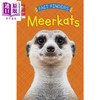 【中商原版】Reading Gems Fact Finders Meerkats Level 1 宝石百科小读本1级 猫鼬 分级阅读 英文原版 儿童动物科普读物 商品缩略图0