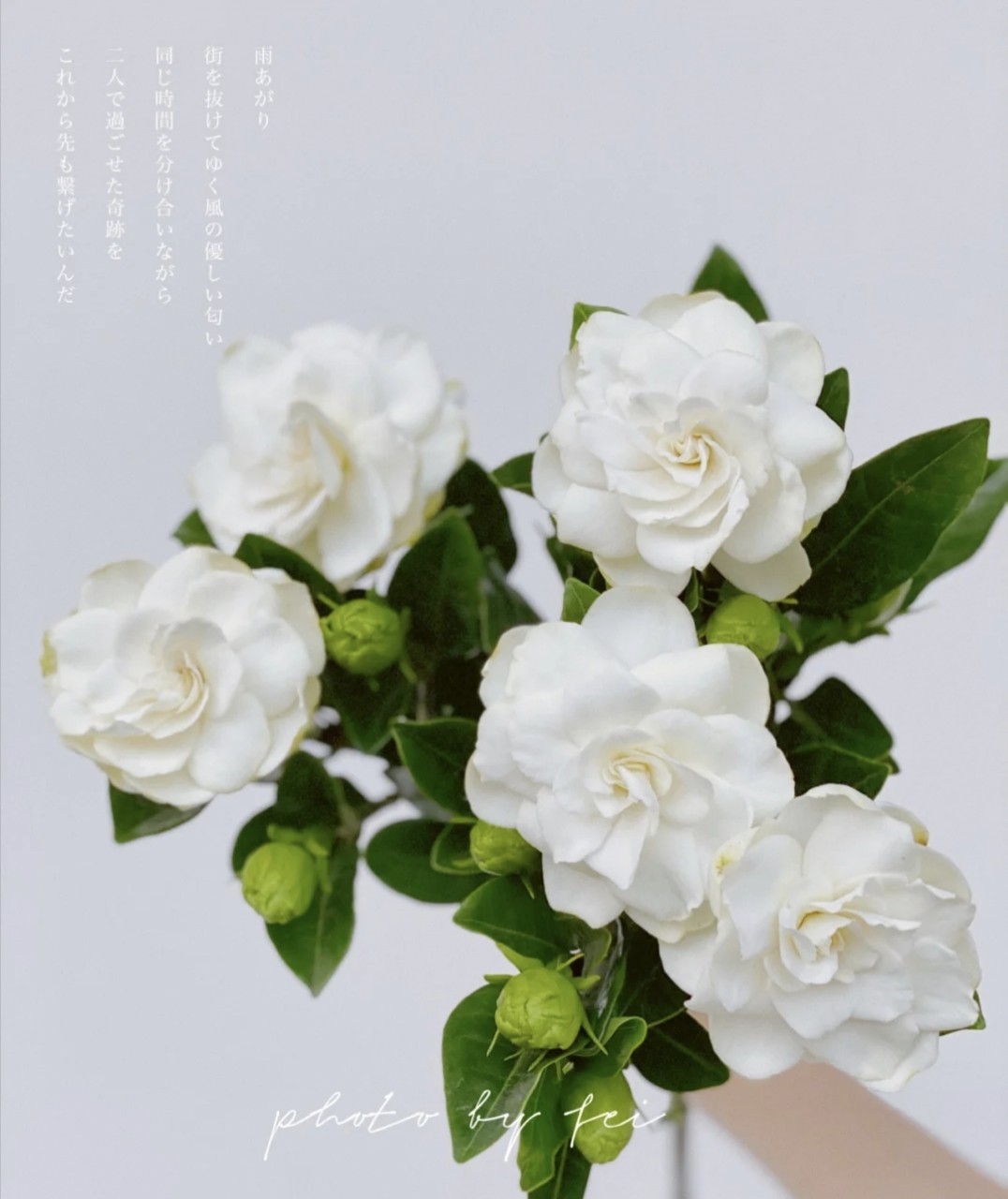 【栀子花】1扎/2扎,冷链包邮,50cm左右,一扎4-6支 - 拉芙鲜花