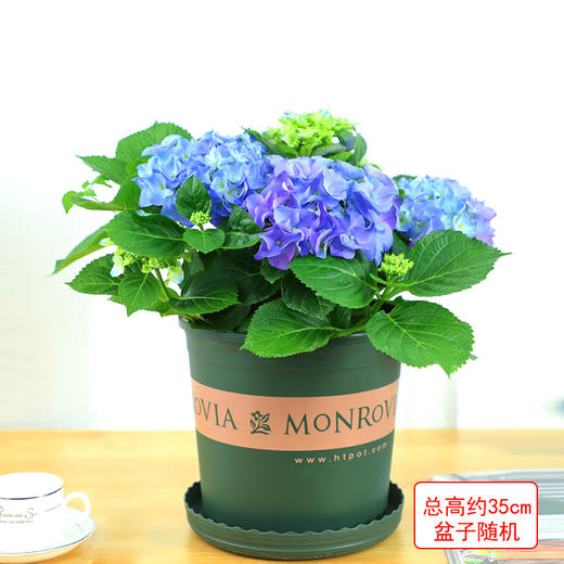 绣球花紫阳花八仙绣球庭院绿植花卉 花色随机盆子随机 绿韵花田鲜花店