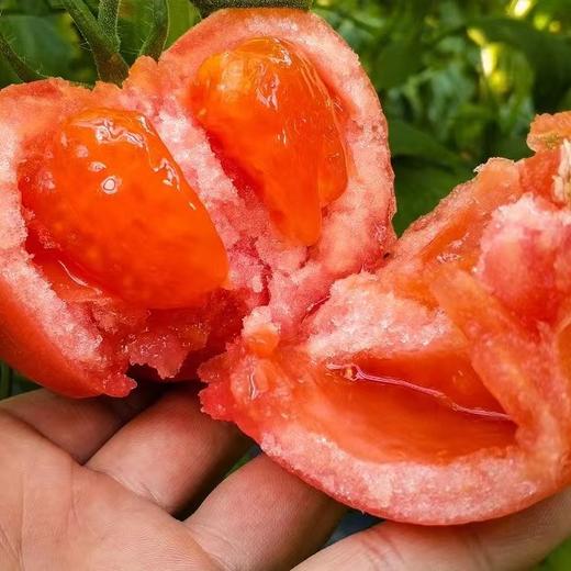 海阳自然熟普罗旺斯番茄 4斤 商品图2