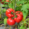 泾阳普罗旺斯番茄 净重4.5斤 商品缩略图3