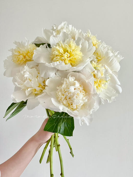 进口品种婚礼派对芍药花5支 商品图6
