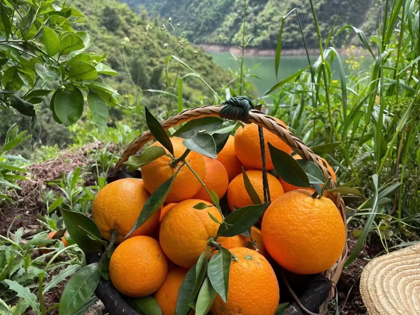 在树上长了400多天的秭归伦晚橙 清甜水分足 - 快抱