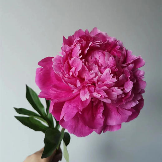 精品花材红莎拉芍药花5支 商品图6