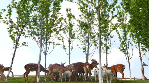 春假/清明/五一可用单人门票+职业体验特惠89起【黄龙溪欢乐田园】 商品图8