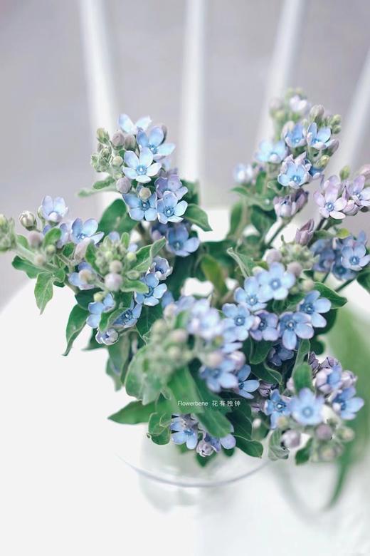 【周四秒杀】蓝星花10支49.8元 商品图2