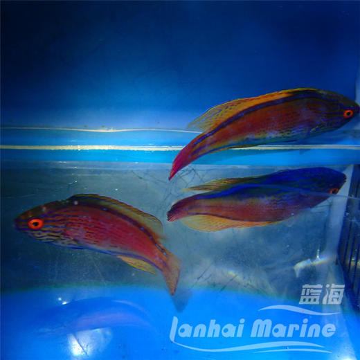 澳洲紫线雀 对装 商品图6