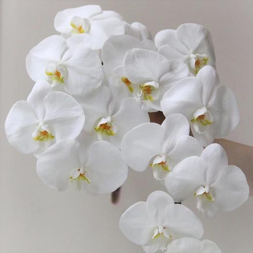 蝴蝶兰切花（白6-7朵）B级 商品图0
