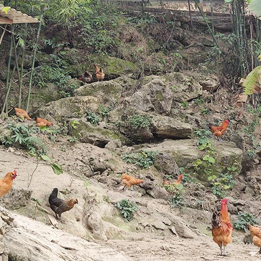 巴之源土鸡农村散养母鸡公鸡坐月老鸡乌骨鸡黑土鸡整鸡炖汤现宰 商品图2