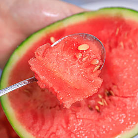 【早春红玉西瓜】圆润饱满 新鲜现摘 酥脆香甜 口感如蜜  4.5斤-5斤装