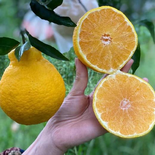 四川蒲江 柠檬不知火  5/8斤装 商品图0