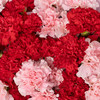 岁月静好-33朵红粉康乃馨混搭花束送妈妈老师长辈生日母亲节感恩节祝福送花 商品缩略图2