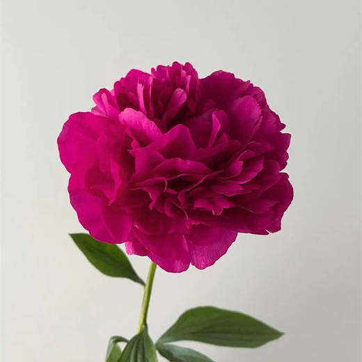 精品芍药花红富士5支 商品图5