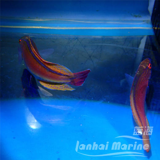 澳洲紫线雀 对装 商品图4