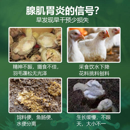 【胃泰康】巨龙动保禽用精神沉郁腺肌胃炎鸡鸭鹅鸽禽药100g/袋 商品图2