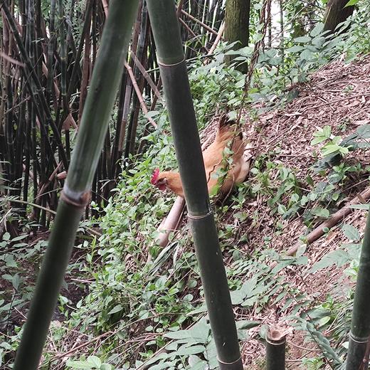 巴之源土鸡农村散养母鸡公鸡坐月老鸡乌骨鸡黑土鸡整鸡炖汤现宰 商品图5