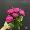 精品花材红莎拉芍药花5支 商品缩略图8