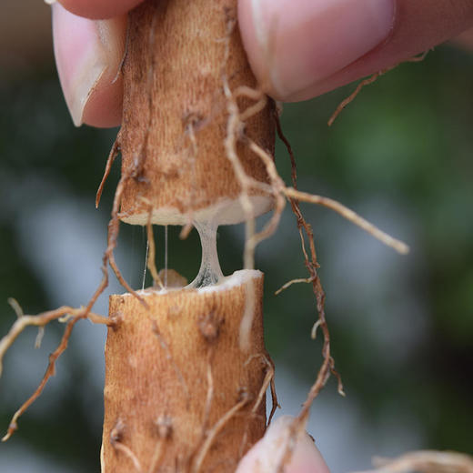 温县【垆土铁棍山药】正宗 河南·温县  垆土种植 软糯香甜  ！【顺丰发货】 商品图2