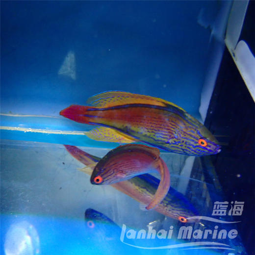 澳洲紫线雀 对装 商品图1