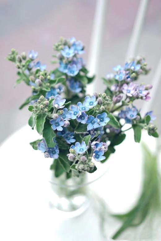 【周四秒杀】蓝星花10支49.8元 商品图0