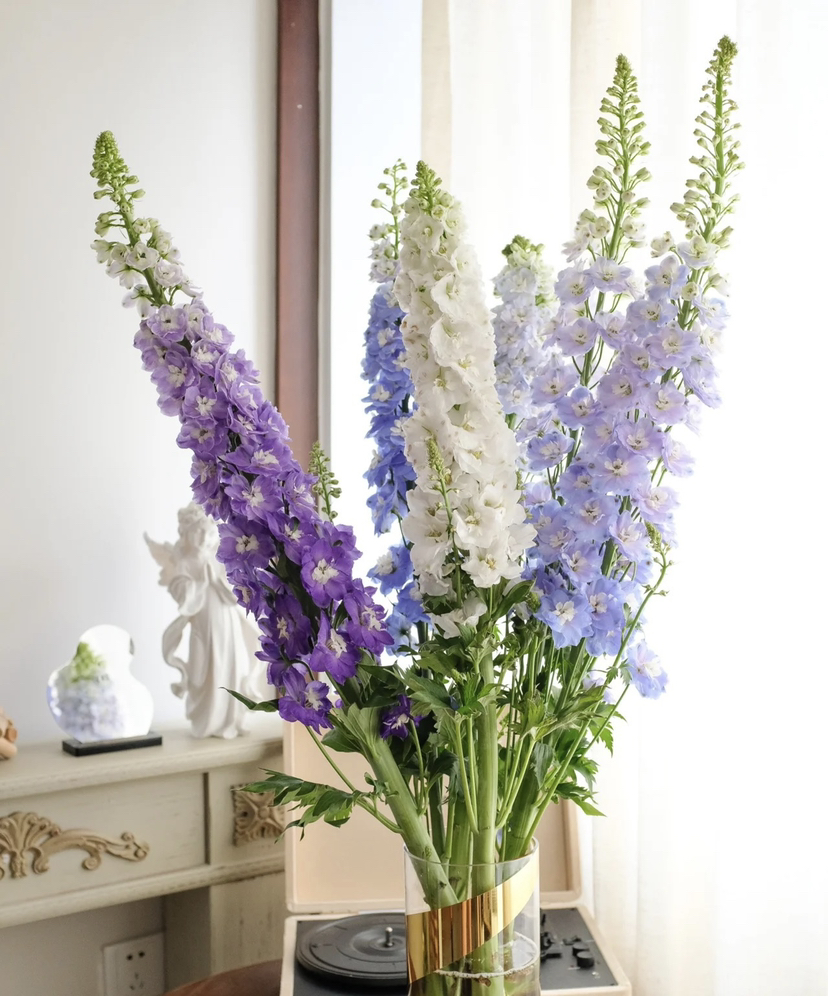 【国产】大飞燕  多色可选   约5枝/扎  约70公分