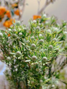 【周四秒杀】澳洲郁果49.8元