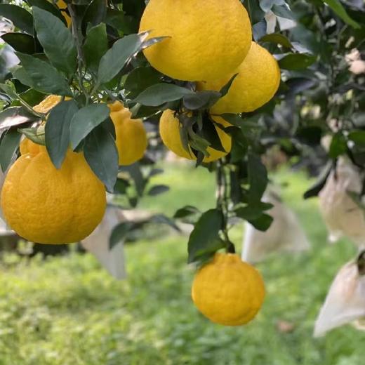 四川蒲江 柠檬不知火  5/8斤装 商品图14