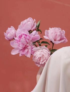 【周四秒杀】芍药花十枝49.8元