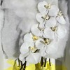 蝴蝶兰切花（白5-6朵）C级 商品缩略图1