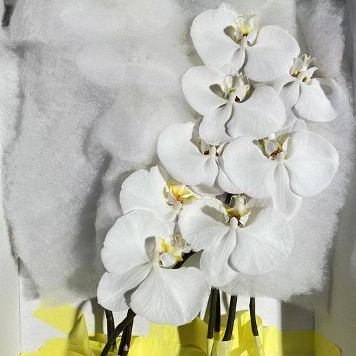蝴蝶兰切花（白5-6朵）C级 商品图1