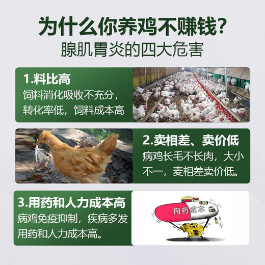 【胃泰康】巨龙动保禽用精神沉郁腺肌胃炎鸡鸭鹅鸽禽药100g/袋 商品图1